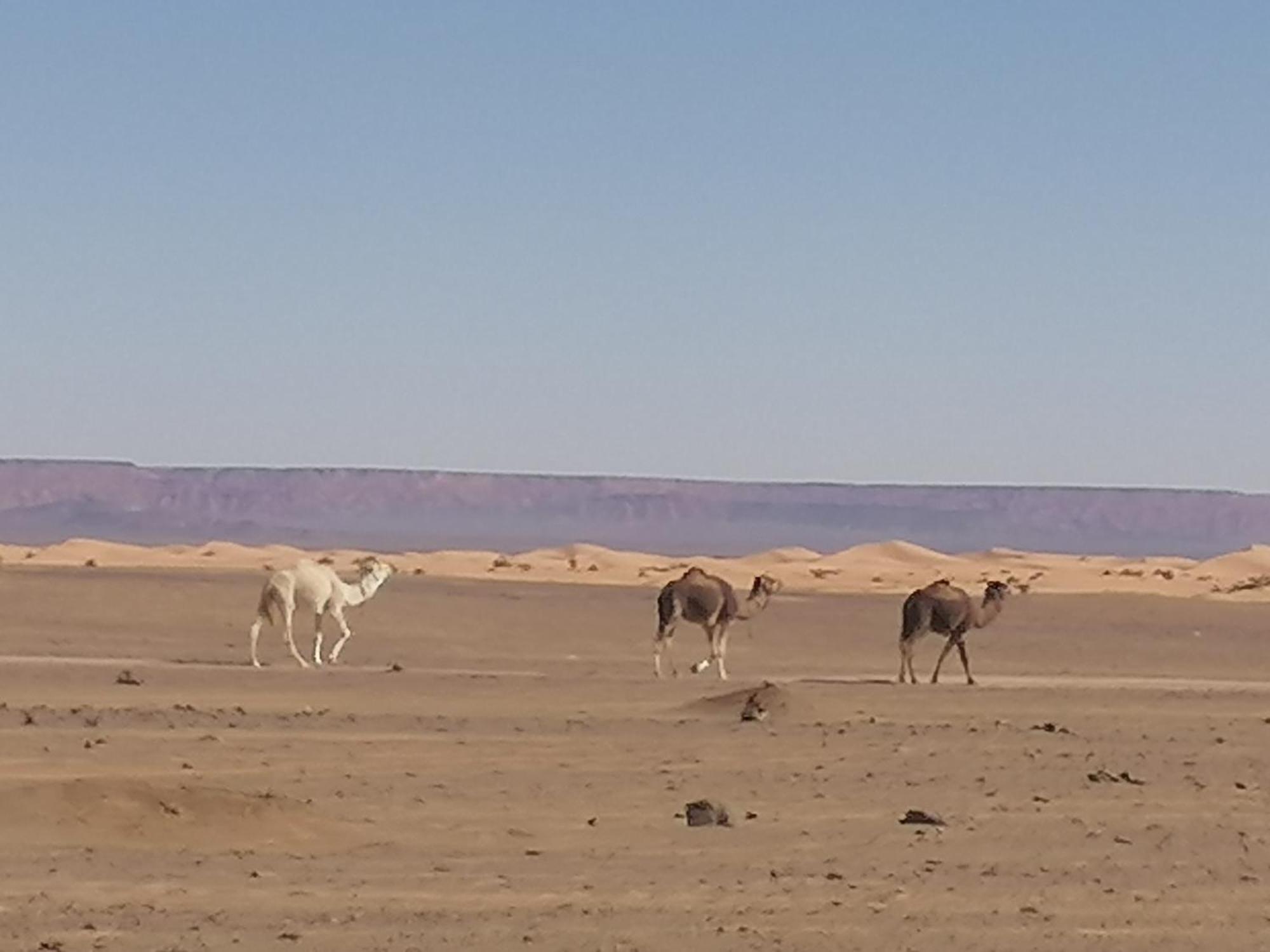 Nomad Camp Мерзуга Экстерьер фото